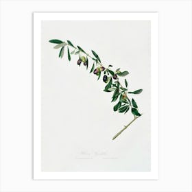 Olives (Olea Sativa Italica) From Pomona Italiana (1817 1839), Giorgio Gallesio Art Print