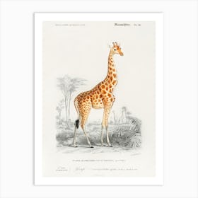 Giraffe (Giraffa Camelopardalis), Charles Dessalines D' Orbigny Art Print