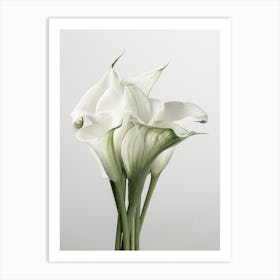 Calla Lily Art Print