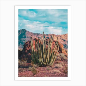 Organ Pipe In The Sonoran Desert Art Print