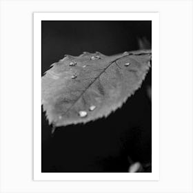 Water drops on a Leaf | Black and White Photography Art Print