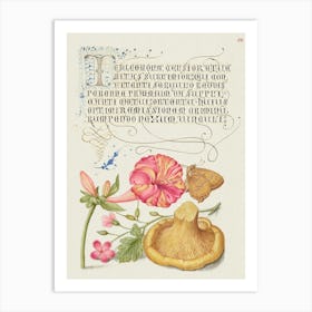 Four O Clock, Brown Hairstreak, Herb Robert, And Chanterelle From Mira Calligraphiae Monumenta, Joris Hoefnagel Art Print