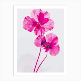 Hot Pink Wild Pansy Art Print