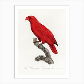 The Cardinal Lory From Natural History Of Parrots, Francois Levaillant Art Print