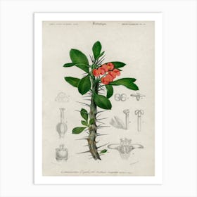 Euphorbia Splendens, Charles Dessalines D' Orbigny Art Print