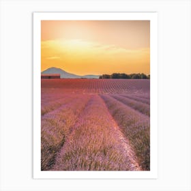 Lavender Field At Sunset Art Print