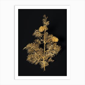 Vintage Mediterranean Cypress Botanical in Gold on Black n.0046 Art Print