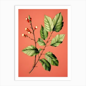 Sassafras 2 Art Print