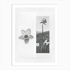 Daffodil Flower Photo Collage 1 Art Print