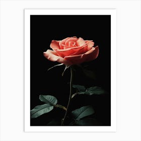 Rose Hd Wallpaper Art Print