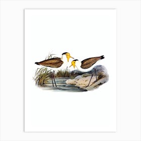 Vintage Masked Pewit Bird Illustration on Pure White n.0418 Art Print