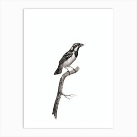 Vintage Black Throated Sparrow Bird Illustration on Pure White Art Print