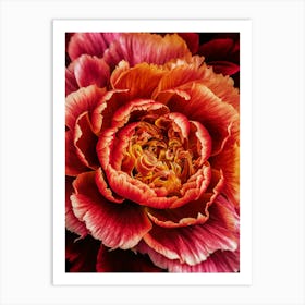 Red Carnation Art Print