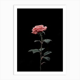 Single Rose On A Black Background 3 Art Print