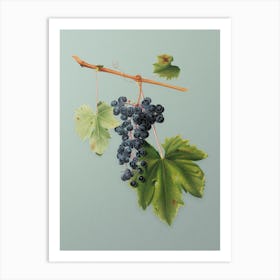 Vintage Grape Colorino Botanical Art on Mint Green n.0409 Art Print