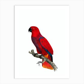 Vintage Eclectus Parrot Bird Illustration on Pure White 1 Art Print