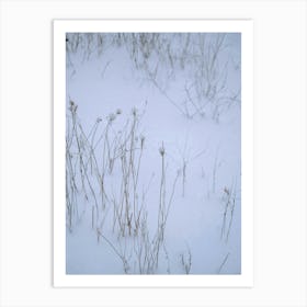 Snowy Stems Art Print