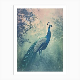 Turquoise Cyanotype Inspired Peacock In The Grass 2 Art Print