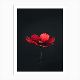 Single Red Flower On Black Background 6 Art Print