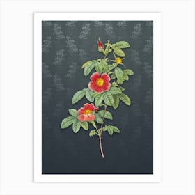 Vintage Single May Rose Botanical on Slate Gray Pattern n.0920 Art Print