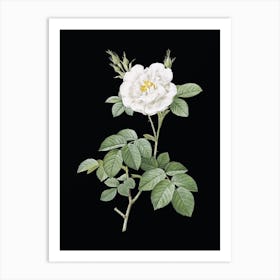 Vintage White Rose Botanical Illustration on Solid Black n.0581 Art Print