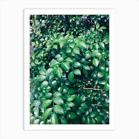 Green Leaves On A Bush Art Print