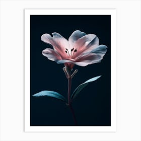 Pink Flower 9 Art Print