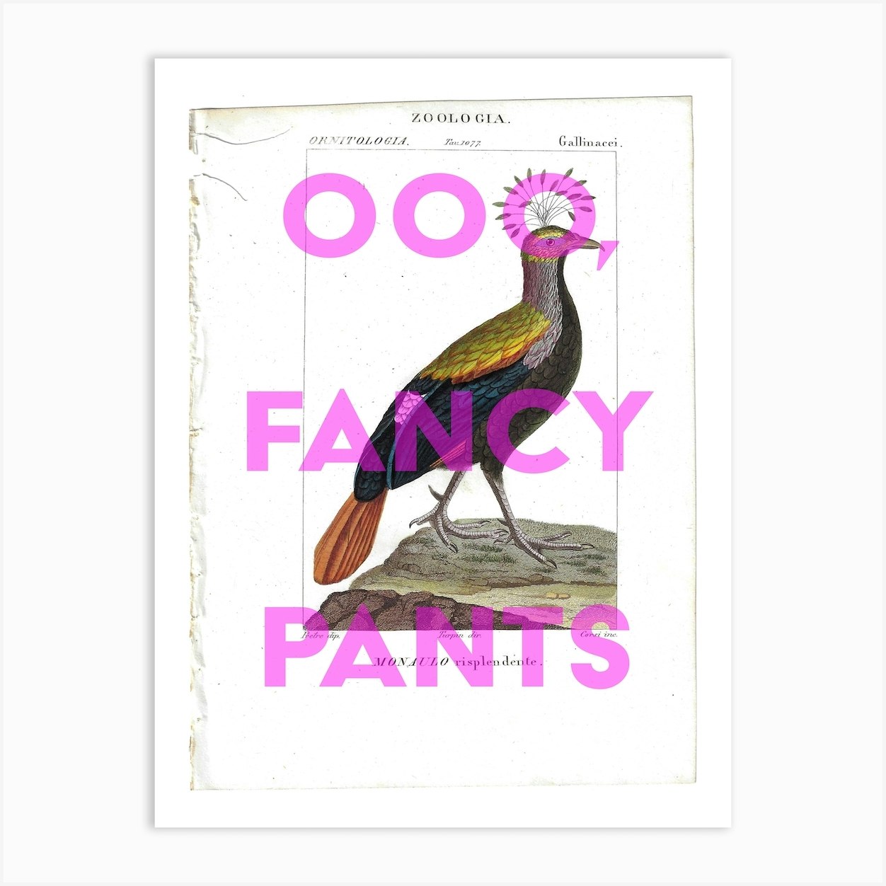 Oooo Fancy Pants Vintage Bird Art Print by Sophie Scott Designs - Fy