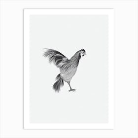 Chicken B&W Pencil Drawing 2 Bird Art Print