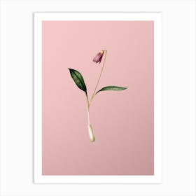 Vintage Erythronium Botanical on Soft Pink Art Print