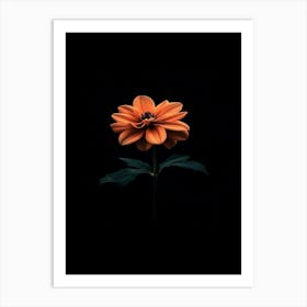 Orange Flower On Black Background 7 Art Print