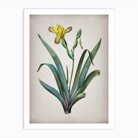 Vintage Hungarian Iris Botanical on Parchment n.0349 Art Print