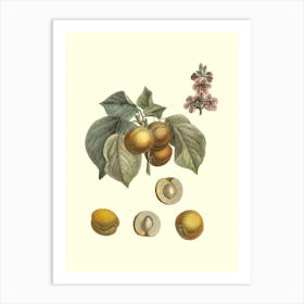 Apricots 3 Art Print