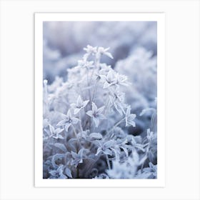 Frosty Botanical Lobelia 3 Art Print