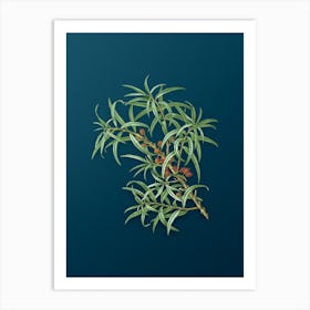 Vintage Common Sea Buckthorn Botanical Art on Teal Blue n.0642 Art Print