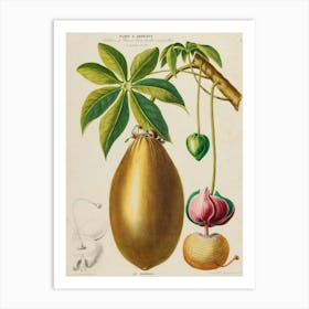 Rambutan Art Print