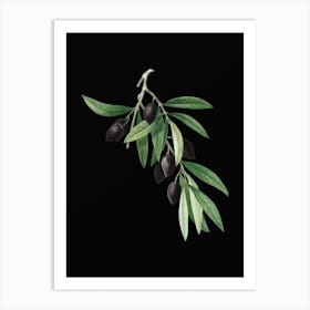 Vintage Olive Tree Branch Botanical Illustration on Solid Black n.0061 Art Print