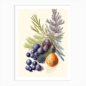 Juniper Berries Spices And Herbs Retro Drawing 1 Art Print