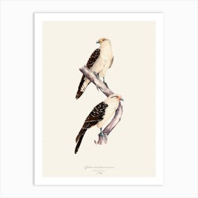 Yellow Headed Caracara Par Art Print