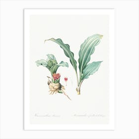 Paintbrush Lily, Pierre Joseph Redoute Art Print