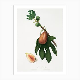 Fig (Ficus Carica Sativa) From Pomona Italiana (1817 - 1839), Giorgio Gallesio 4 Art Print