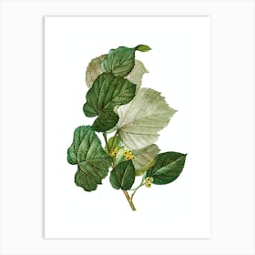 Vintage Linden Tree Branch Botanical Illustration on Pure White n.0373 Art Print
