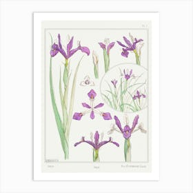 Iris From The Plant And Its Ornamental Applications (1896), Maurice Pillard Verneuil Art Print