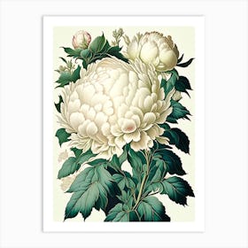 Duchesse De Nemours Peonies Vintage Botanical Art Print