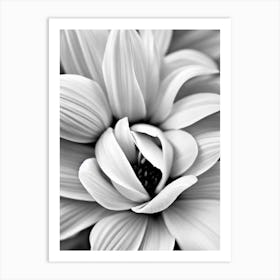 Alstromeria B&W Pencil 1 Flower Art Print