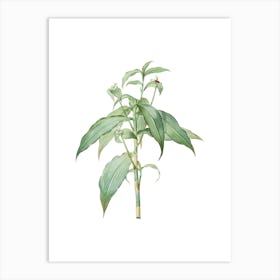 Vintage Commelina Zanonia Botanical Illustration on Pure White n.0197 Art Print
