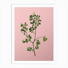 Vintage European Buckthorn Botanical on Soft Pink n.0290 Art Print
