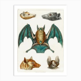 Collection Of Various Bats, Oliver Goldsmith  Art Print