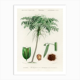 Trichipteris Excelsa, Charles Dessalines D' Orbigny Art Print