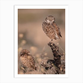 Burrowing Owl Sunset Art Print